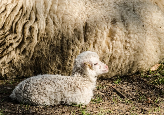 Photo close-up of sheep on field