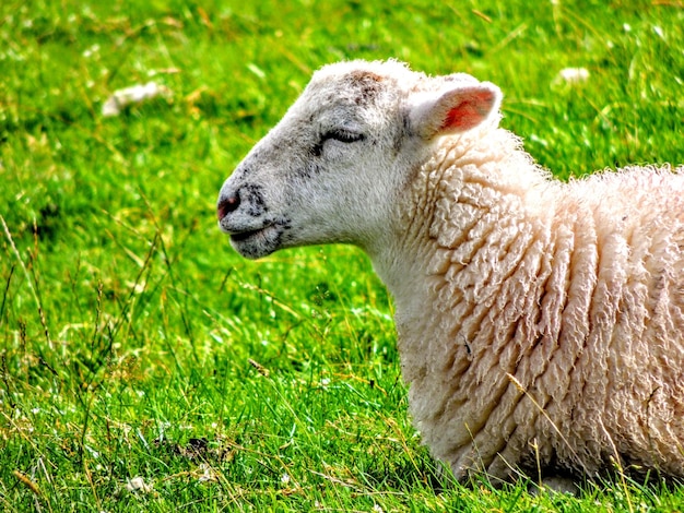 Photo close-up of sheep on field