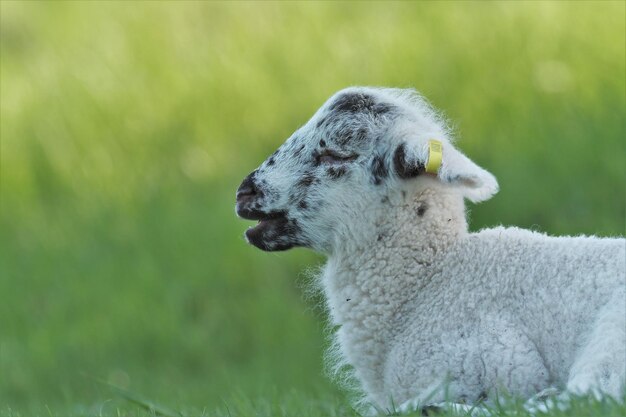 Photo close-up of sheep on field