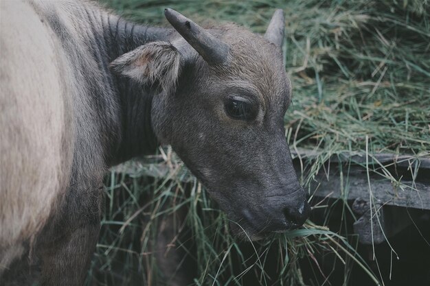 Photo close-up of sheep on field