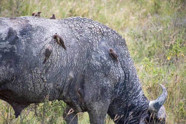 Photo close-up of sheep on field