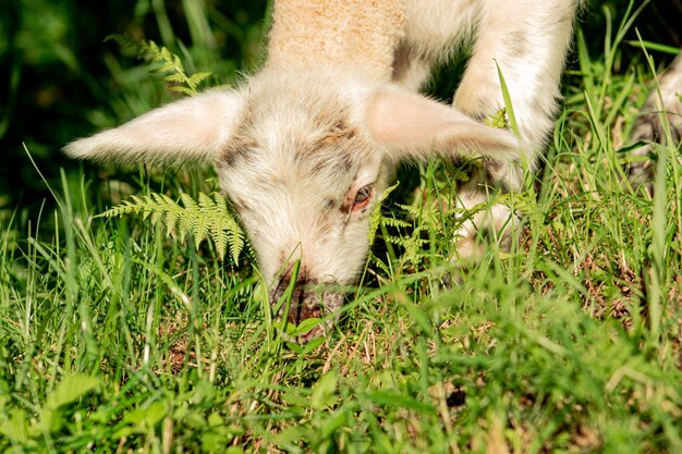 Close-up of a sheep on field