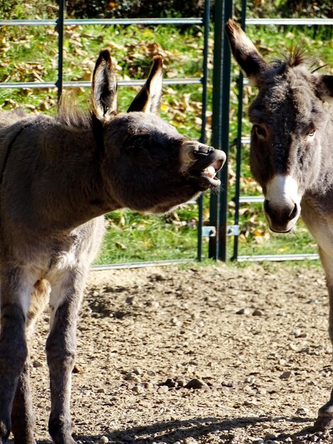 Foto close-up di pecore sul campo