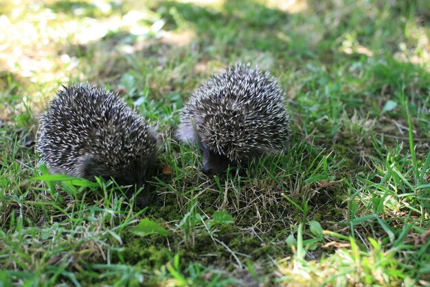 Foto close-up di pecore sul campo