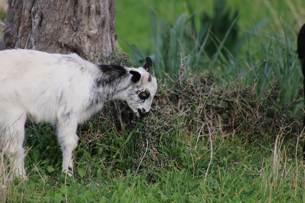 Foto close-up di pecore sul campo