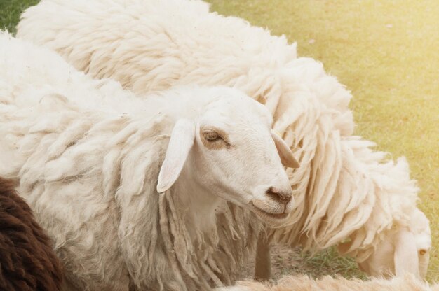 Photo close-up of sheep on grass