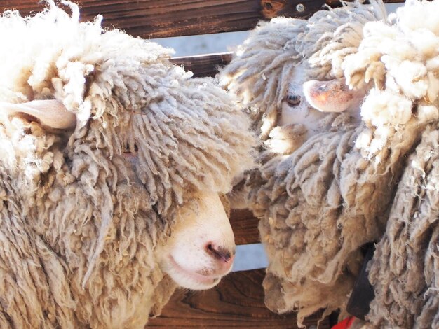 Photo close-up of sheep in pen