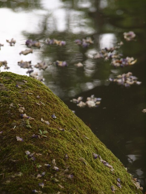 Foto close-up di pecore su una roccia vicino al lago