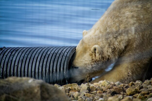 Foto close-up di pecore in acqua