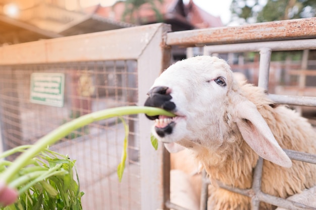 Close-up of sheep