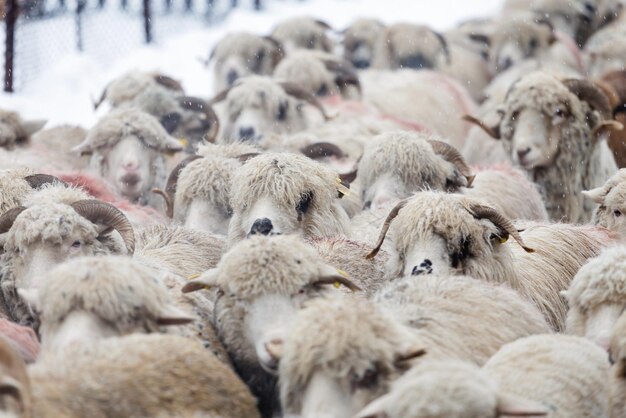 Photo close-up of sheep