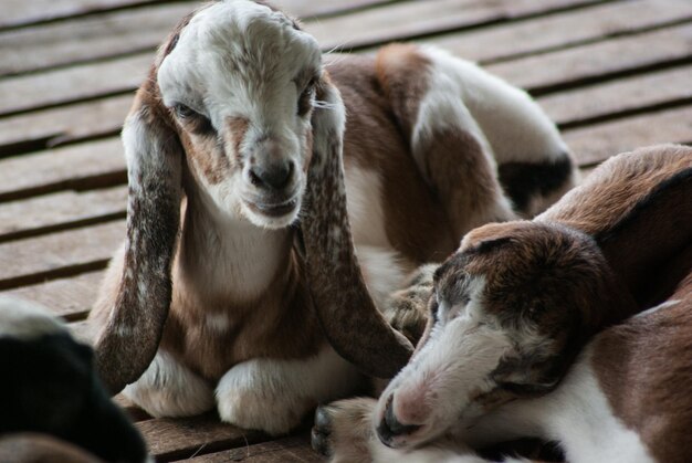 Photo close-up of a sheep