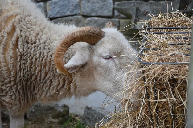 Close-up of sheep