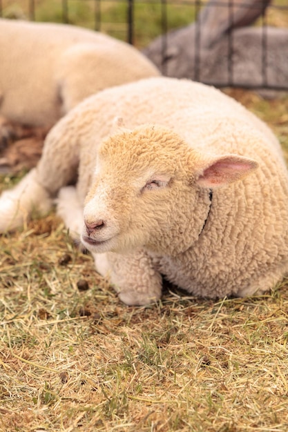 Photo close-up of sheep