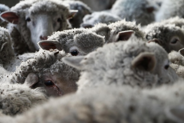 Photo close-up of sheep