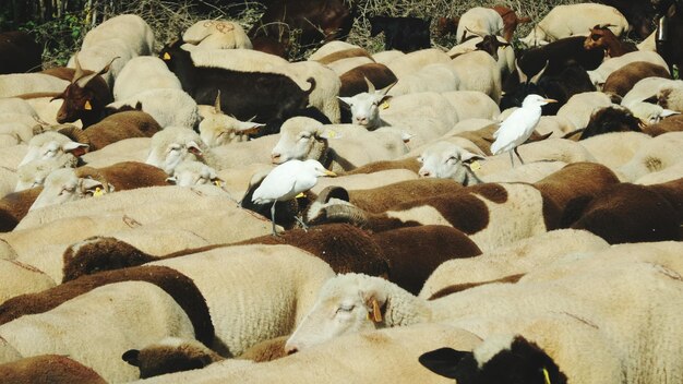 Photo close-up of sheep