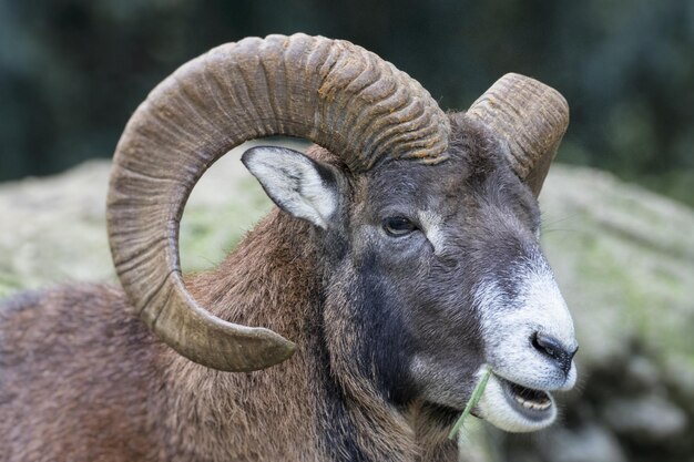 Photo close-up of a sheep