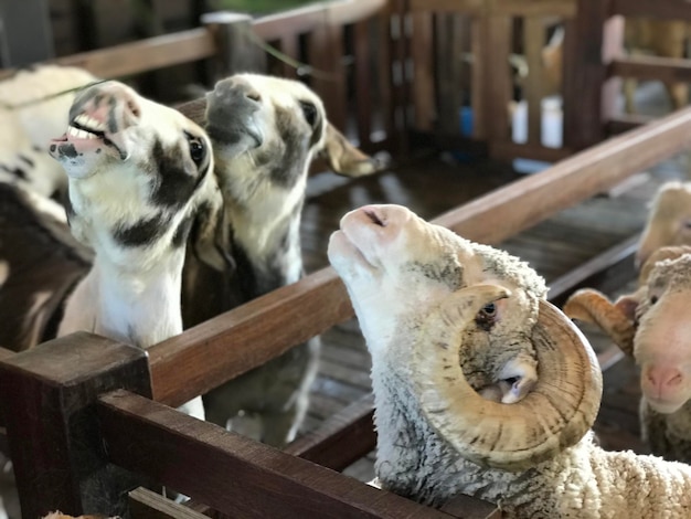 Foto prossimo piano delle pecore