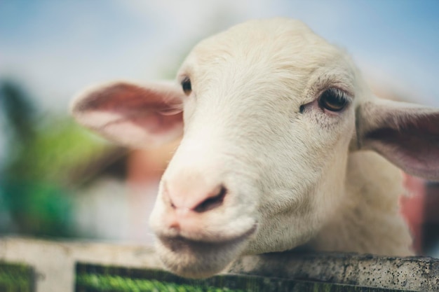 close-up of sheep