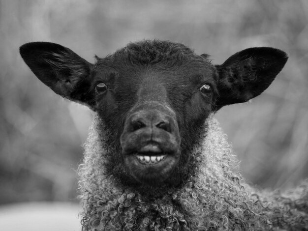 Close-up of sheep