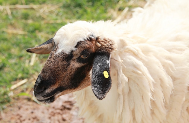 Close up Sheep.