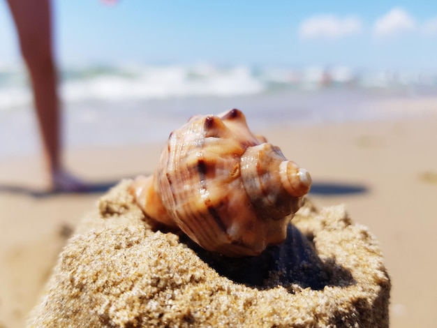 Foto prossimo piano di una conchiglia sulla spiaggia