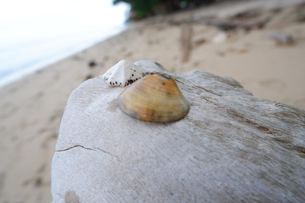 Foto prossimo piano di una conchiglia sulla spiaggia