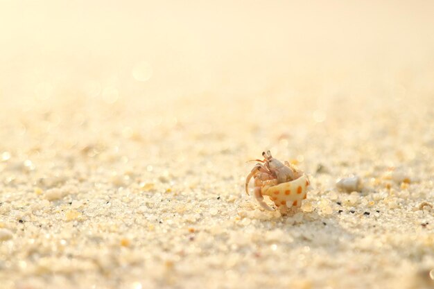 Close-up of shell on beach