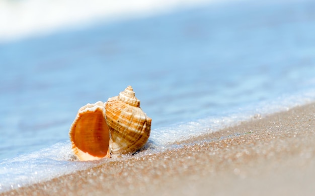 Close-up of shell on beach