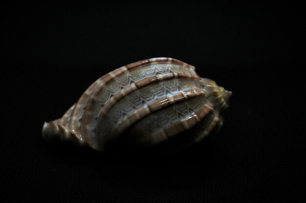 Photo close-up of shell over black background