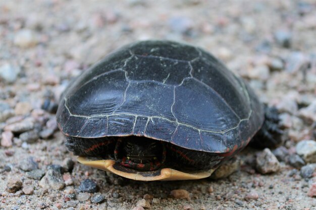 Close-up of shell on ground