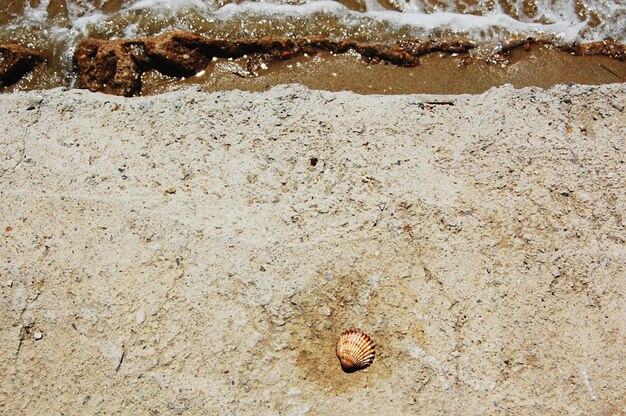 Close-up of a shell on ground