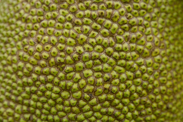 close-up shell jackfruit textuur achtergrond