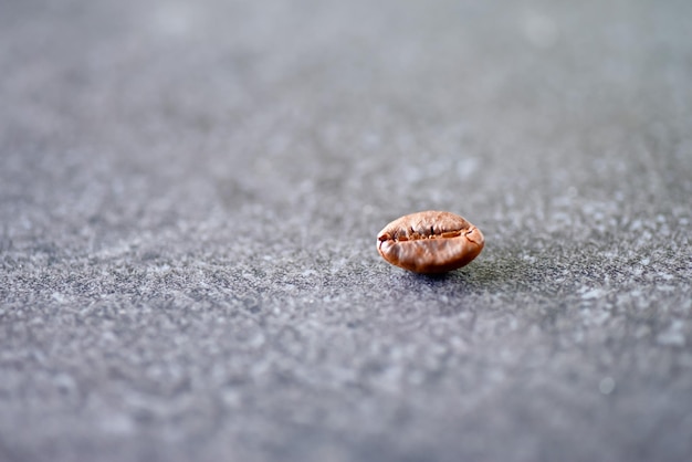 Photo close-up of shell on land