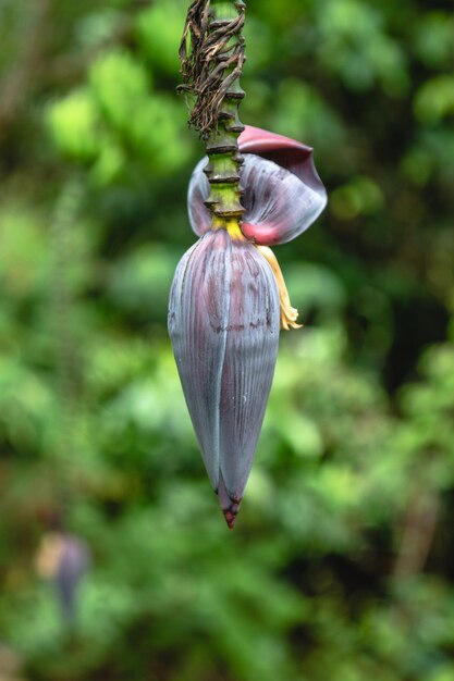 Foto prossimo piano del guscio sulla pianta