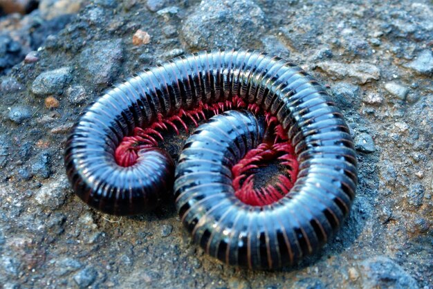 Foto prossimo piano di una conchiglia sulla roccia