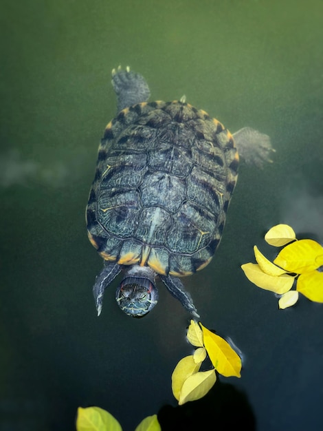 Foto prossimo piano di una conchiglia sulla roccia