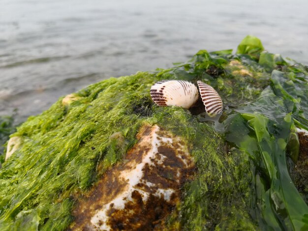 Foto prossimo piano di una conchiglia sulla roccia