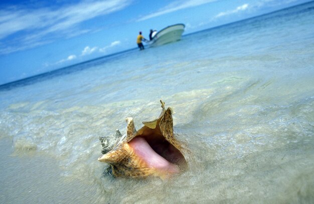 Close-up of shell on wet shore