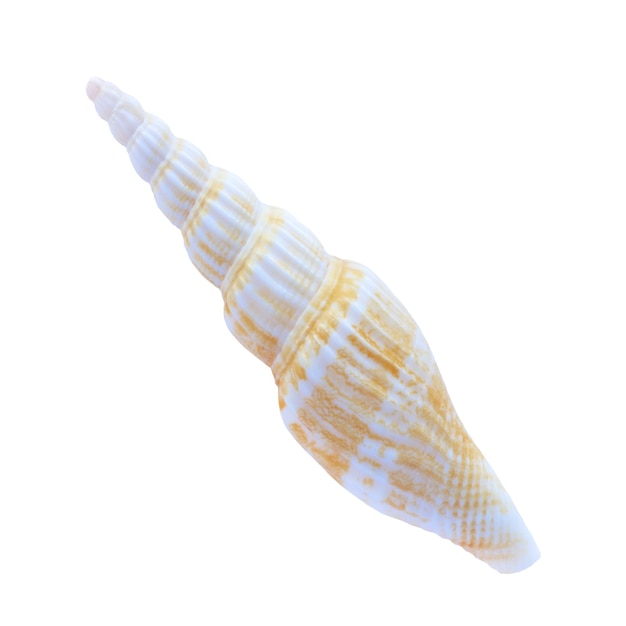 Close-up of a shell over white background