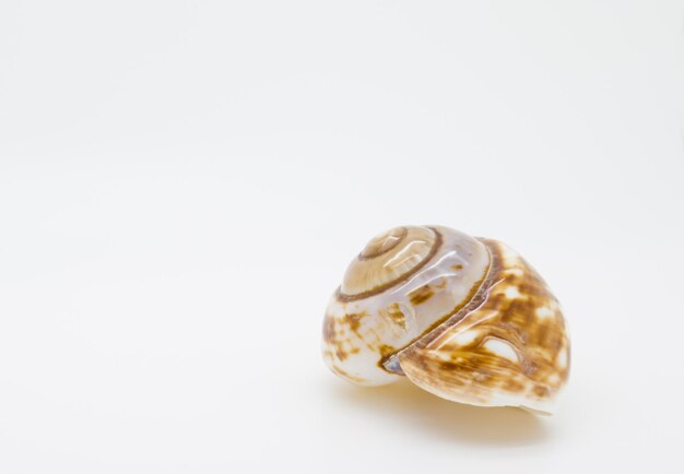 Photo close-up of shell over white background