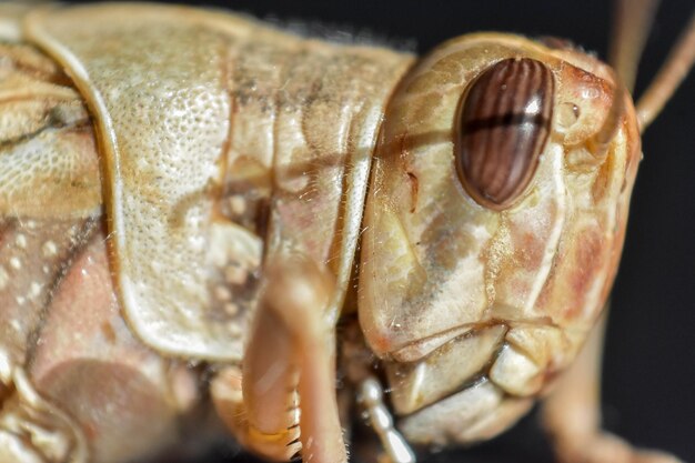 Photo close-up of shell