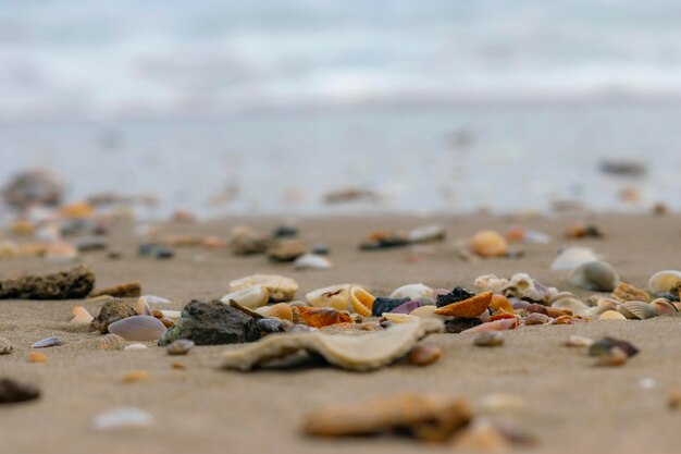 Close-up of shells on beach