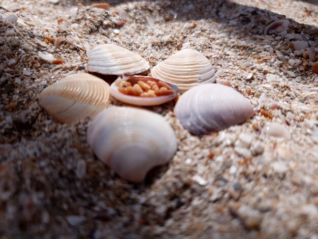 Close-up of shells on beach