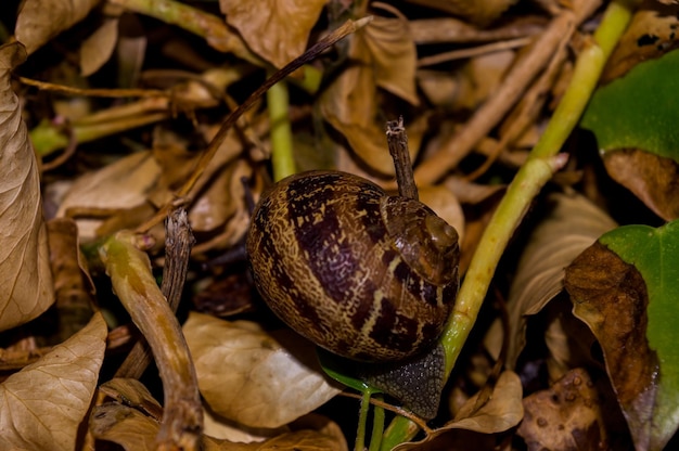 Foto close-up di gusci su foglie secche