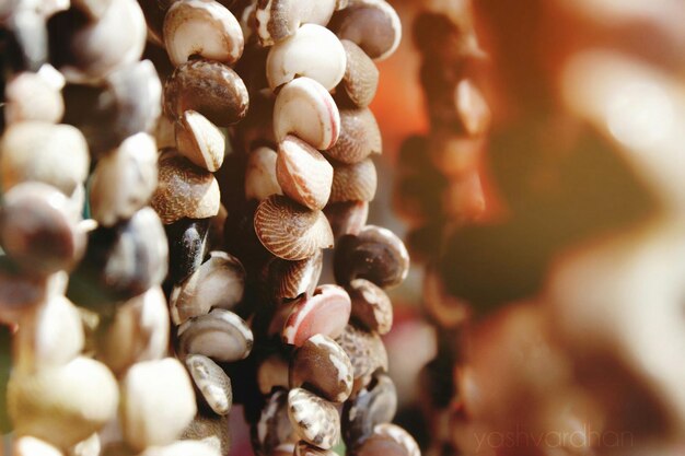 Photo close-up of shells hanging