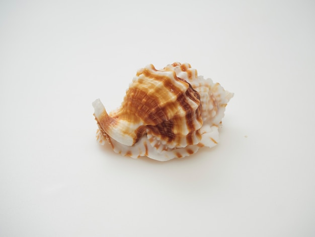 Close-up shells placed on a white background