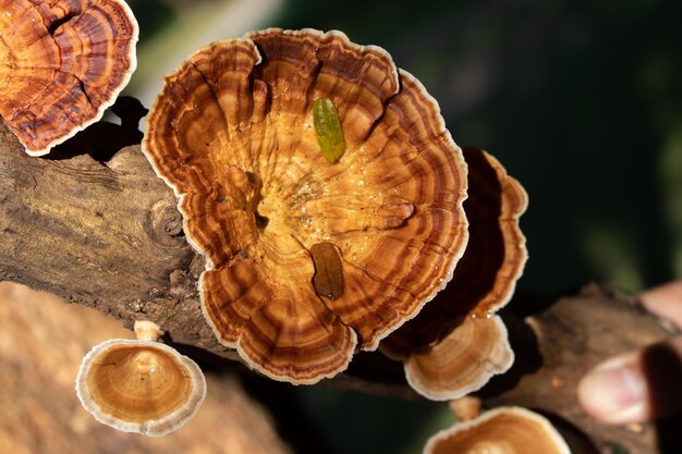 Photo close-up of shells on plant