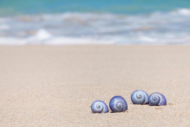 close-up of shells on sand at beach