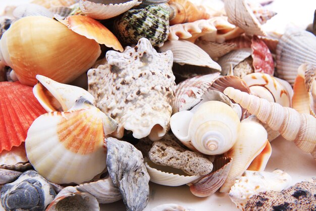 Photo close-up of shells